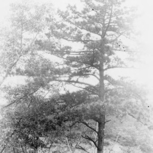 Mountain pine tree