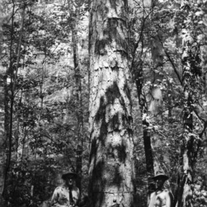 Men in front of shortleaf pine