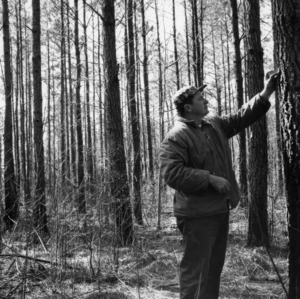 Man examining pine tree