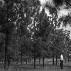 Man examining pine trees
