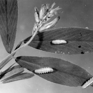 Weevil larvae on alfalfa