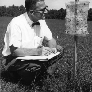Dr. W. V. Campbell examining alfalfa weevil caught on "sticky trap"