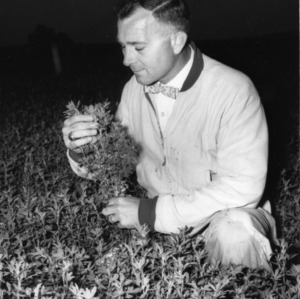 Dr. W. V. Campbell examining alfalfa