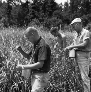 NCSU research workers harvest seed of tall-growing experimental grass