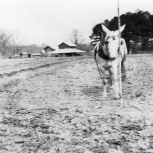 Running corn rows with horse-drawn equipment