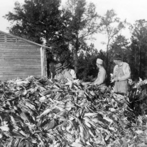 Group shucking corn on farm of John W. Candle