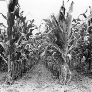 Field of corn rows