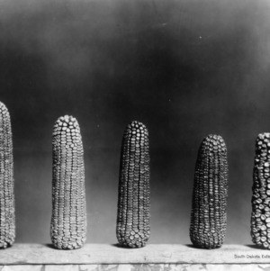 Varieties of corn cobs