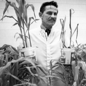 Man with corn stalks from blight disease research
