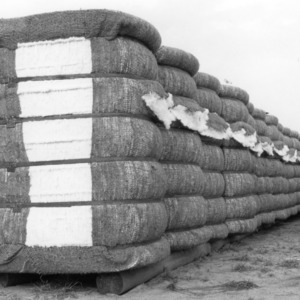 Bales of cotton