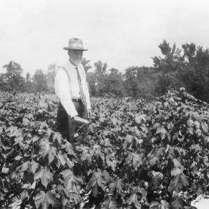 Farmer with cotton crop after rotation with velvet beans