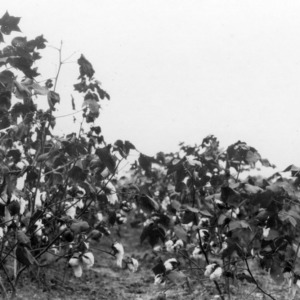 Row of cotton top-dressed with Nitrage of Soda, and one without top-dresser