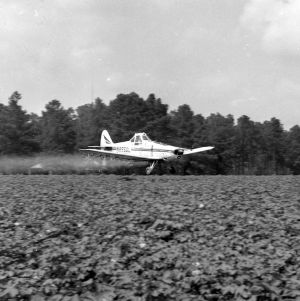 Plane cropping dusting cotton field