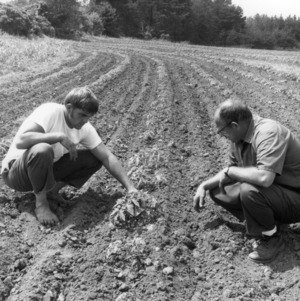 Two men examining field crops