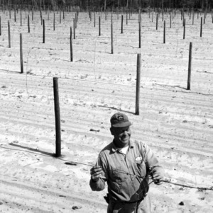 Man in vineyard