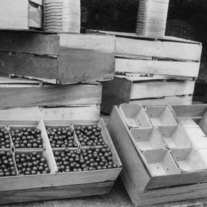 Scuppernong grapes in crates
