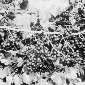 Thomas muscadine grape vines
