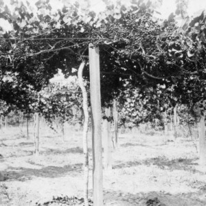 Thomas muscadine grape vines on overhead system