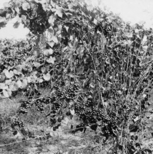 James muscadine grape vines on fan system