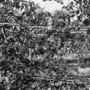 Eden muscadine grape vines on three wire trellis