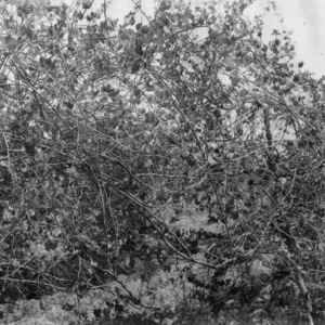 Scuppernong grape vines showing severe die-back
