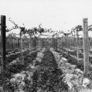 Grape vines after initial plowing