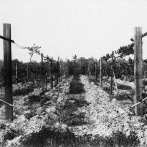Grape vines after initial plowing