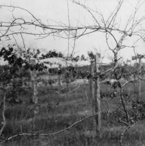 Grape vines showing die-back