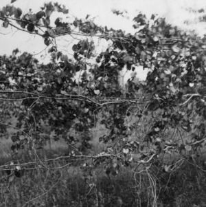 Eden muscadine grape vines showing die-back