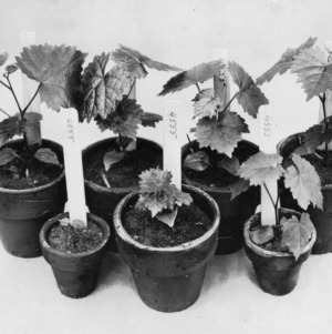 Hybrid muscadine grape seedlings