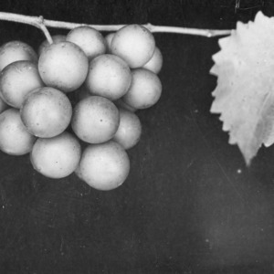 Scuppernong grape cluster grown in shade