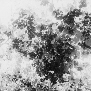 James muscadine grape vines