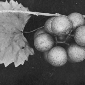 Scuppernong grape cluster grown in full exposure