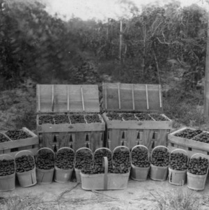 An experimental shipment of Muscadine grapes