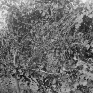 Fruiting Thomas muscadine grape vines on wire trellis