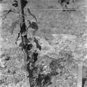 Hybrid Scuppernong grape vine seedling