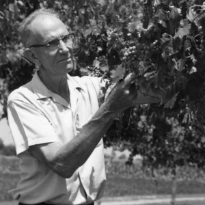 Man examining grape vines