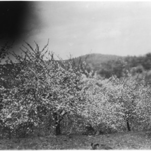 Apple trees in bloom at Sparger Orchard