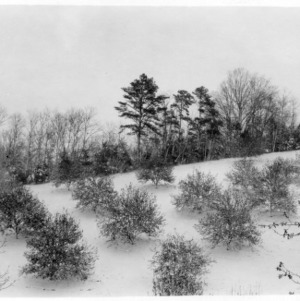Snow scene at orchard