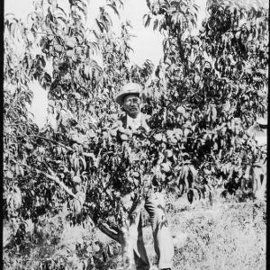 J. B. Parker in King Orchard