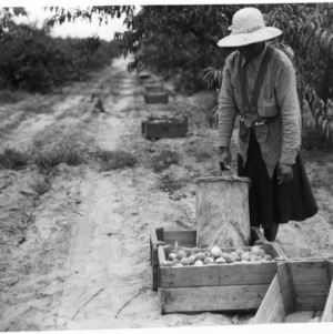 Fruit picker putting fresh peaches in crates