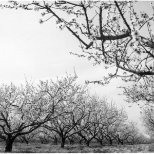 Flowering orchard