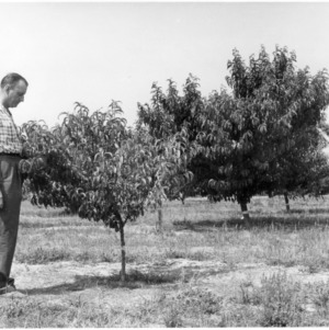 Two men in orchard
