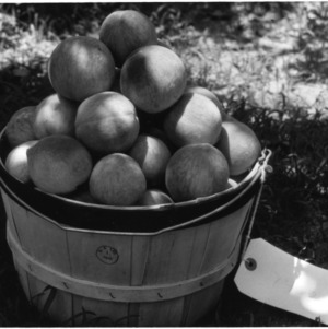 Peaches in fruit crate