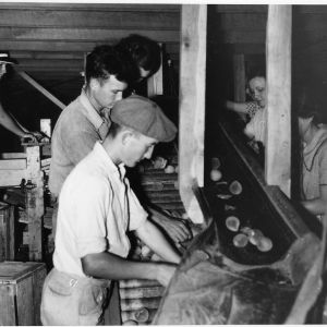 Workers sorting peaches