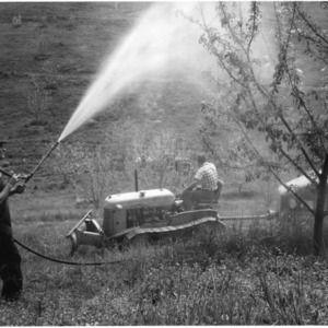 Man spraying tree
