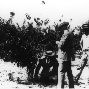 R. F. Poole, J. S. Cooley, and another discussing death of peach trees
