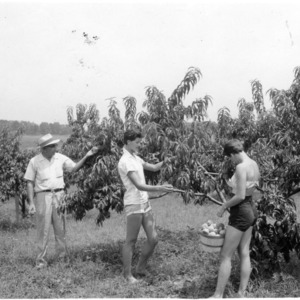 Group picking peaches in orchard