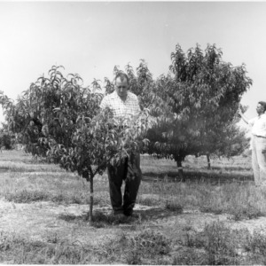 Two men in orchard