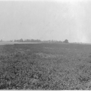 Alfalfa field